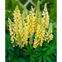 Lupinus, Lupin, Lupin luster - lukovica / gomolj / korijen - Lupinus polyphyllus