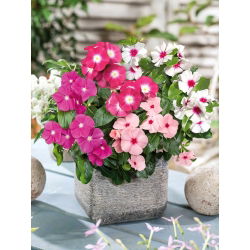 Rosensköna - blandning - Catharanthus roseus - Utsökta vita och rosa blommor - Färska frön