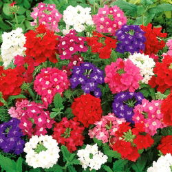 Kebun verbena - campuran berbagai - 200 biji - Verbena x hybrida nana compacta