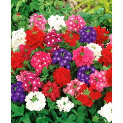 Kebun verbena - campuran berbagai - 200 biji - Verbena x hybrida nana compacta