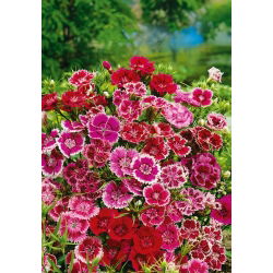 Fainbow rozā - šķirņu izvēle; Ķīna rozā - 450 sēklas - Dianthus chinensis