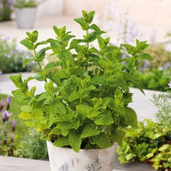 Konjski bosiljak; Vrtna metvica, metvica, janjetina metvica, metvica skuše - 1200 sjemenki - Mentha spicata - sjemenke