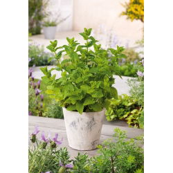 Konjski bosiljak; Vrtna metvica, metvica, janjetina metvica, metvica skuše - 1200 sjemenki - Mentha spicata - sjemenke