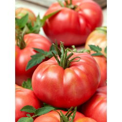 Tomato - Malinowy Warszawski - High-Yield of Large, Sweet & Juicy Fruits - Fresh Seeds