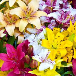 Lily mix - 30 ks - 