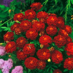 Rjavi francoski ognjič "Carmen" - 350 semen - Tagetes patula L. - semena