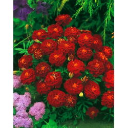 Rjavi francoski ognjič "Carmen" - 350 semen - Tagetes patula L. - semena