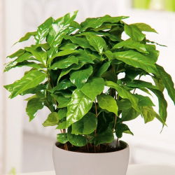 Arabica Coffee - Coffea arabica - Grow Your Own Exotic Coffee - Fresh Seeds
