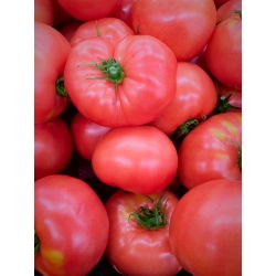 Tomate - Zorza Toruńska - Creștere robustă și productivitate ridicată - Semințe proaspete