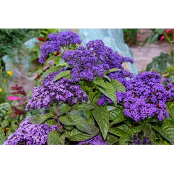 Garden heliotrope; cherry pie, common heliotrope - 200 seeds