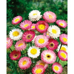 Everlasting Daisy - Mixed - Helipterum roseum - Delicate Stems, Perfect for Drying - Fresh Seeds