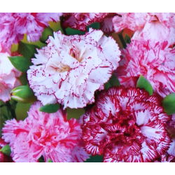 Craveiro - Szabo - mix - 250 sementes - Dianthus caryophyllus Chabaud