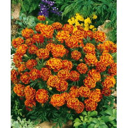 Marigold Prancis "Bonita Bolero" - Tagetes patula L. - biji
