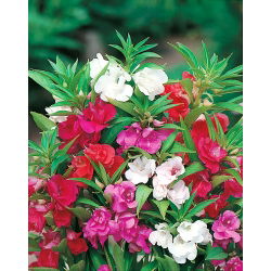 Låg balsamin - blandning - Impatiens balsamina - Färgstarka blommor med låg balsamin - Färska frön