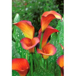 Calla Flame; lirio de arum, lirio de cala