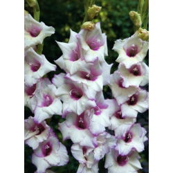 Gladiolus Matanzas - 5 pcs; lily pedang - 