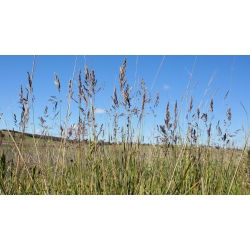 Kentucky bluegrass "Balin" voederras - 5 kg; glad weidegras, gemeenschappelijk weidegras - 