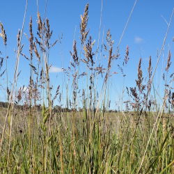 Kentucky bluegrass "Balin" voederras - 5 kg; glad weidegras, gemeenschappelijk weidegras - 