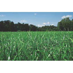 Ryegrass anual (Westerwold) 2N "Mowestra" - 5 kg - 