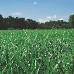 Ryegrass anual (Westerwold) 2N "Mowestra" - 5 kg - 