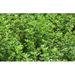 Alfalfa - сортов микс - 10 кг