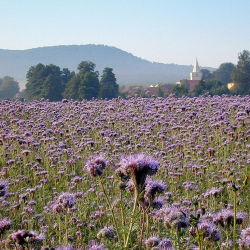 Facelia - Stala - Phacelia tanacetifolia - 0,5 kg - Pianta mellifera ad alto rendimento - Semi Freschi