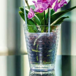 Carcasă de cutie cu orhidee Diamond Small - 13 cm - transparentă - 