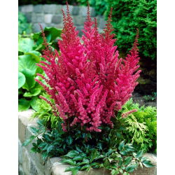 Astilbe "Montgomery" - Bordeaux-rosso; falsa spirea - 