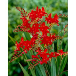 Crocosmia "Lucifer" - merah gelap - 10 pcs; montbretia - 
