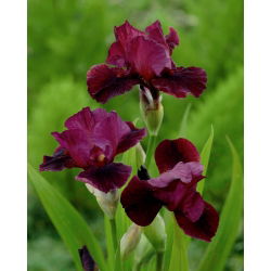 Iris "Acara Pagi"; iris berjanggut - 