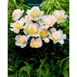 Peony "Top Messing" - frøplante; Paeony - 