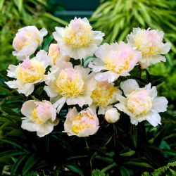 Peony "Top Messing" - frøplante; Paeony - 