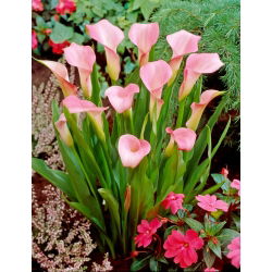 Lírio rosa; calla rosa, lírio de calla vermelho - 
