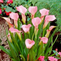 Lírio rosa; calla rosa, lírio de calla vermelho - 