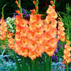 Glayöl "Orange Sun" - 5 adet - 