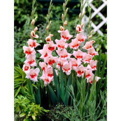 Gladiolus "Shocking" - 5 tk - 