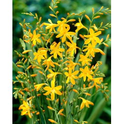 Crocosmia "Davidson" - vàng - 10 chiếc; montbretia - 