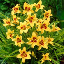 Daylily "Bonanza" - 