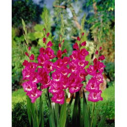Gladiolus "Rapsody sinises" - 5 tk - 