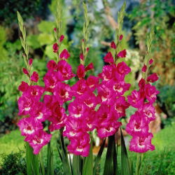 Gladiolus "Rapsody sinises" - 5 tk - 