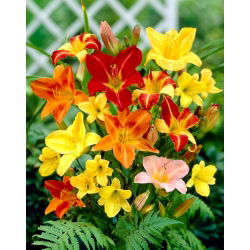 Daylily - lajike sekoitus - 