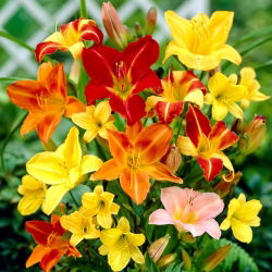 Daylily - lajike sekoitus - 