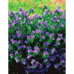 Purple viper's-bugloss - cây melliferous - 100 g; Lời nguyền của Paterson - 