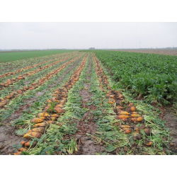 Monogerm voederbiet "Krakus" - gecoate zaden - 0,5 kg - 