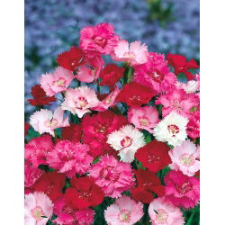Rosa comum - mix de variedades; rosa jardim, rosa selvagem - 140 sementes - Dianthus plumarius