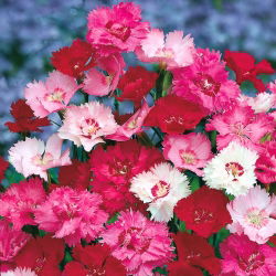 Bieži rozā - šķirņu maisījums; dārza rozā, savvaļas rozā - 140 sēklas - Dianthus plumarius