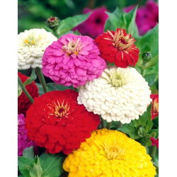 Zinnia à grandes fleurs "Super Yoga" - 120 graines - Zinnia elegans dahliaeflora