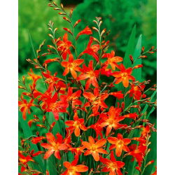 Crocosmia "Carmine Brilliant" - vàng cam - 10 chiếc; montbretia - 