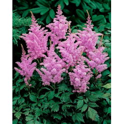 Astilbe "Ametyst" - lilla-rosa; falsk spirea - 