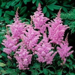 Astilbe "Ametyst" - lilla-rosa; falsk spirea - 